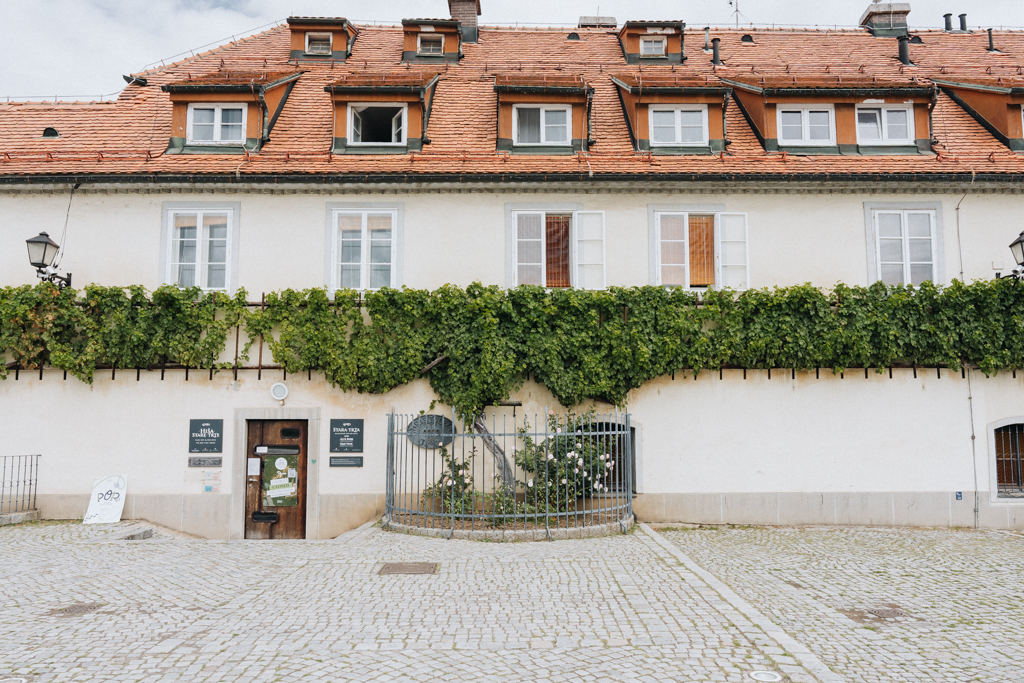 Sehenswürdigkeit ist die älteste Weinrebe der Welt in Maribor 