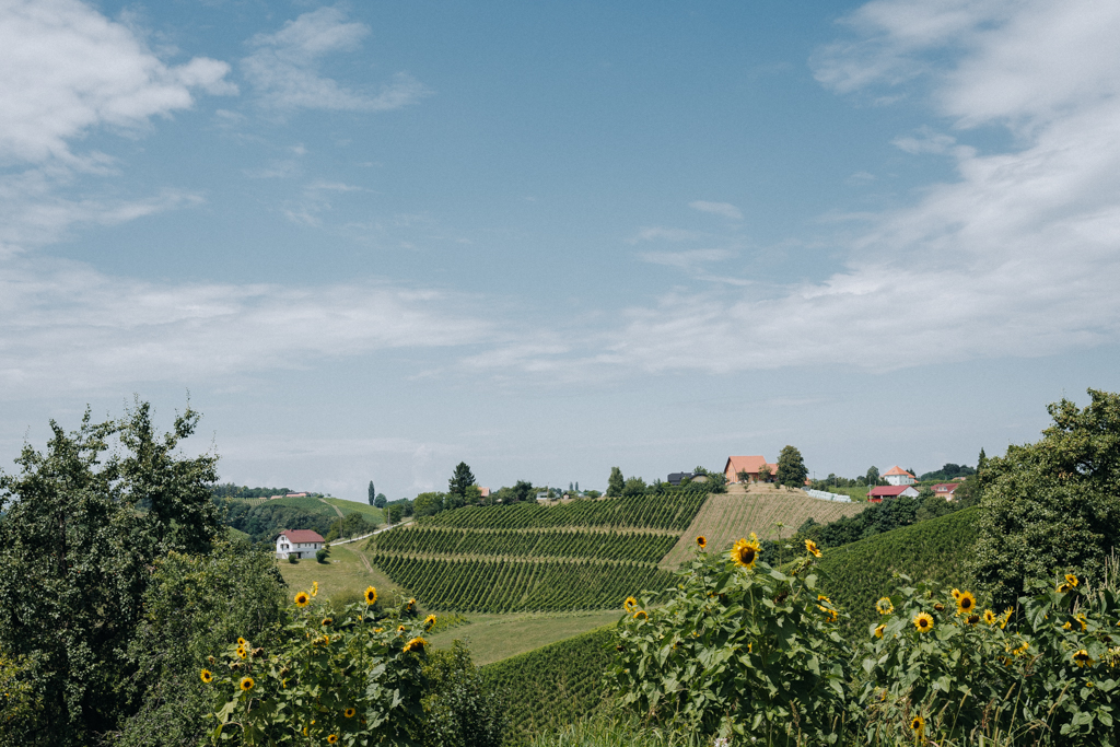 Weinberge in Slowenien beim Weingut Mulec