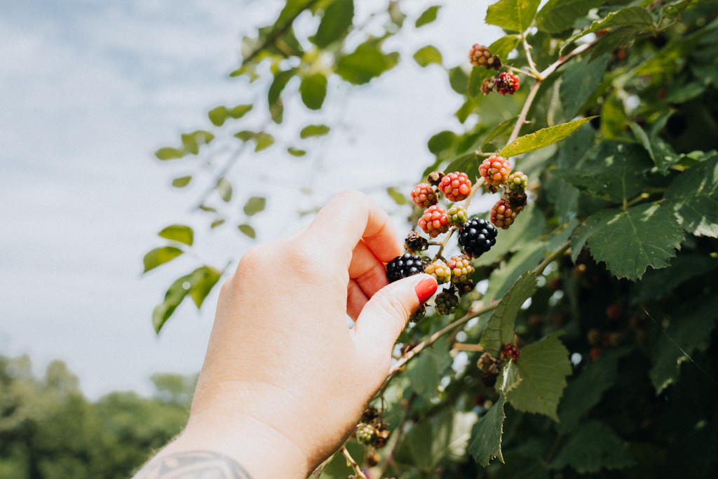 Frische Brombeeren direkt vom Strauch gepflückt in Slowenien