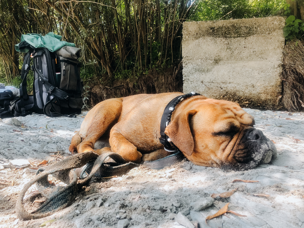 Frau Maier Continental Bulldog ruht sich an dem Fluss Salve nach dem Spielen aus