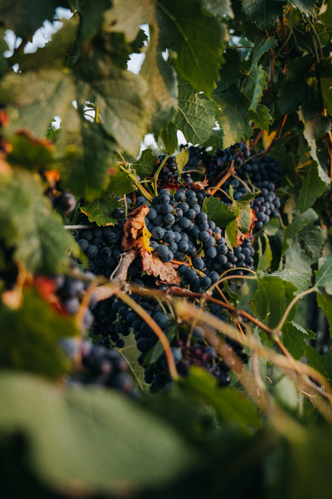 Weinrebe fotografiert in Vipava Valley von Lisa Ludwig