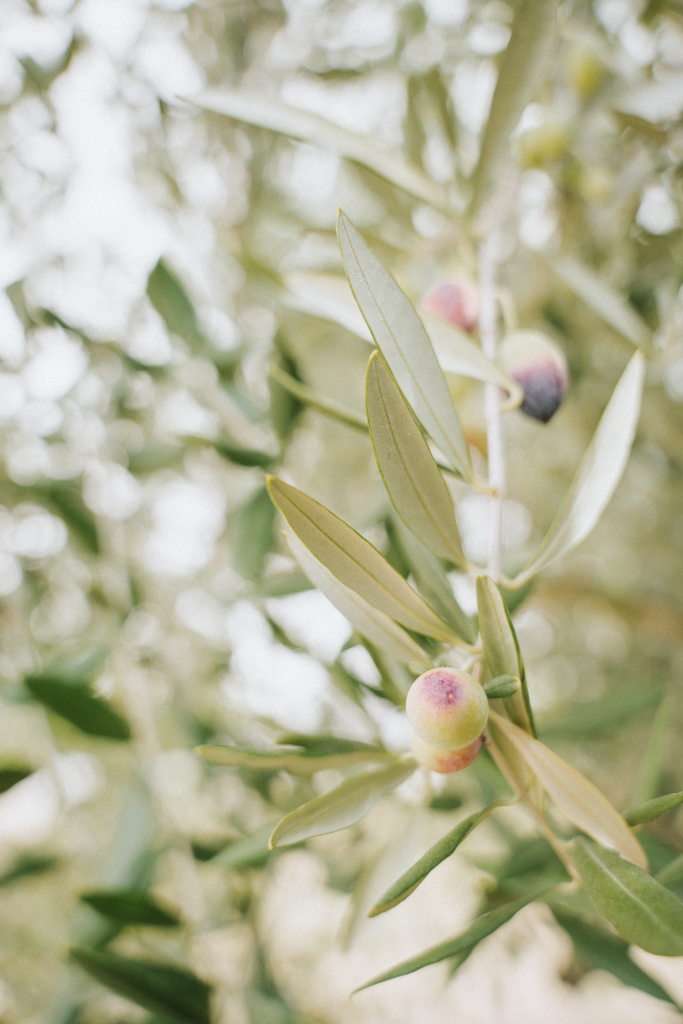 Nahaufnahme einer unreifen Olive im Klostergarten in Vipavski Kriz in Slowenien