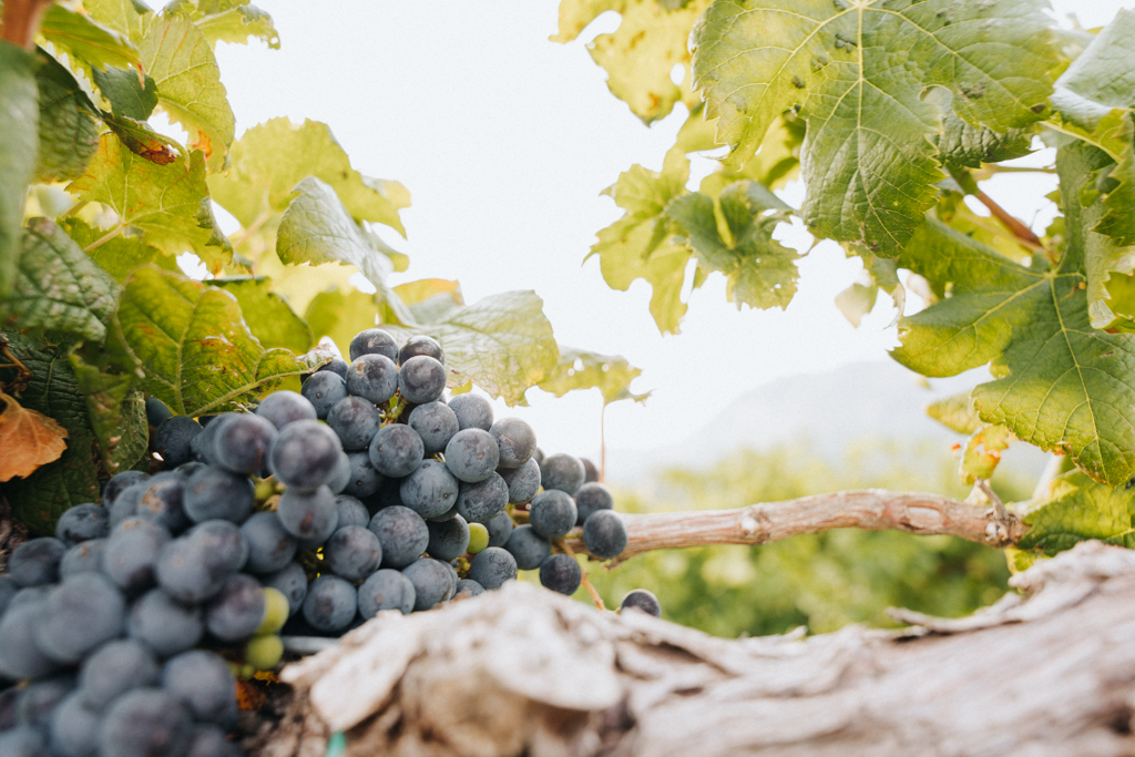 Reife, schwarze Weintrauben an Weinrebe in Vrhpolje im Vipava Valley