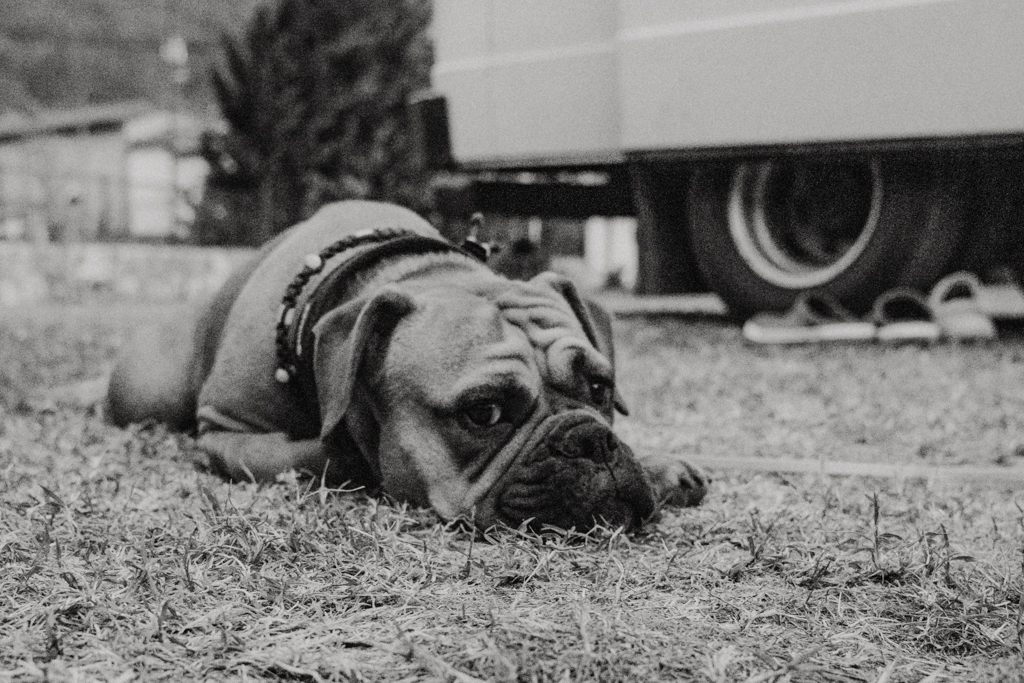 Frau Maier Continental Bulldog liegt entspannt vor unserem Mercedes Camper im Kamp Vrhpolje