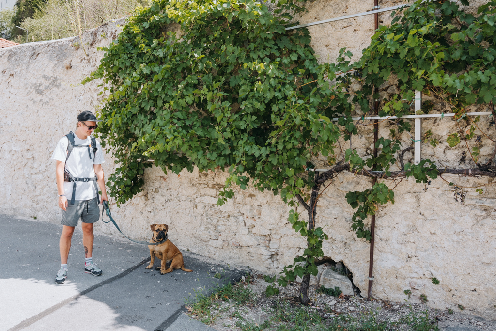 Zwillingsrebe aus Maribor steht in Vipava im Vipava Tal Slowenien Geheimtipp