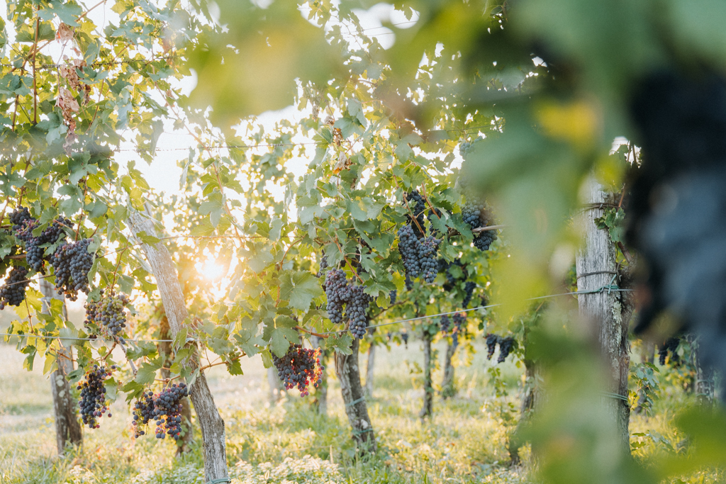 Gegenlichtaufnahmen in den Weinreben im Vipava Valley