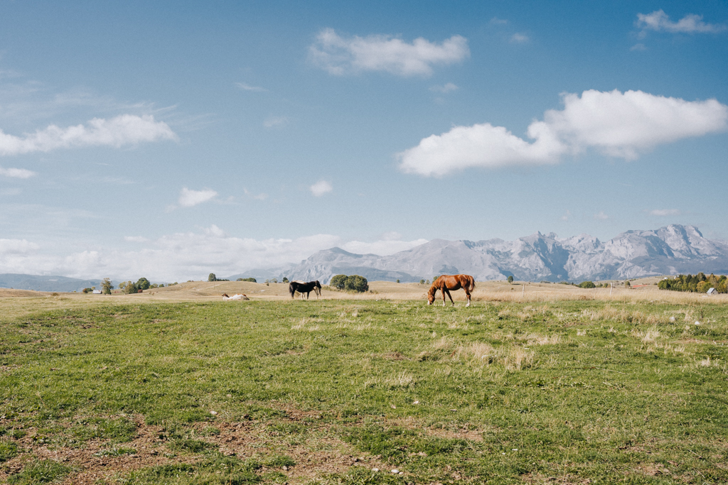 Wildpferde im Durmitor Nationalpark während des Roadtrips durch Montenegro